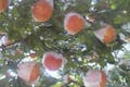 山梨県笛吹市にある「岩田フルーツ農園」では桃狩りを堪能することができます！