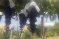 山梨県笛吹市にある岩田フルーツ農園では、合計20品種のぶどうを栽培しています。