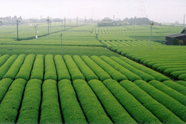 静岡県 牧之原市 茶摘み 茶娘になろう お茶の名産地で本格的な茶摘み体験 アソビュー