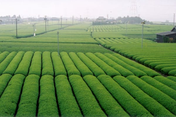 静岡県 牧之原市 茶摘み 茶娘になろう お茶の名産地で本格的な茶摘み体験 アソビュー