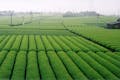 お茶の名産地、静岡県牧之原市で体験できる本格的な茶摘み。芳醇な香りを楽しみください。