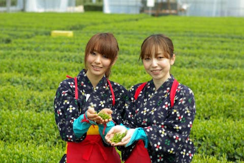 静岡県 牧之原市 茶摘み 茶娘になろう お茶の名産地で本格的な茶摘み体験 アソビュー