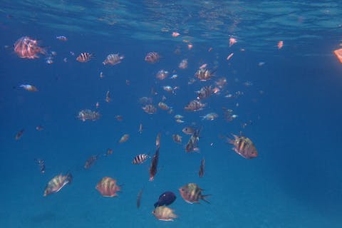 【沖縄本島・シュノーケリング・ボート1回】完全貸切！ボートシュノーケリング