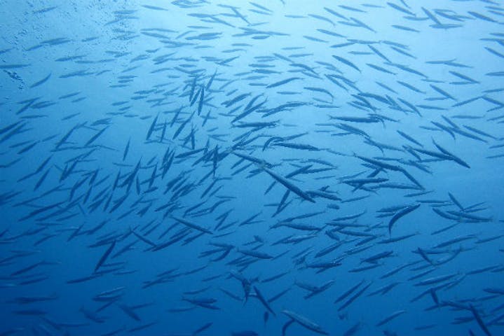 沖縄県那覇 ファンダイビング 珊瑚礁とカラフルな魚に出会う大満足の2ビーチダイブ アソビュー