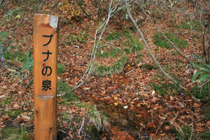 青森 弘前 トレッキング 樹齢400年 マザーツリー ブナ巨木ふれあいの径プライベートツアー アソビュー