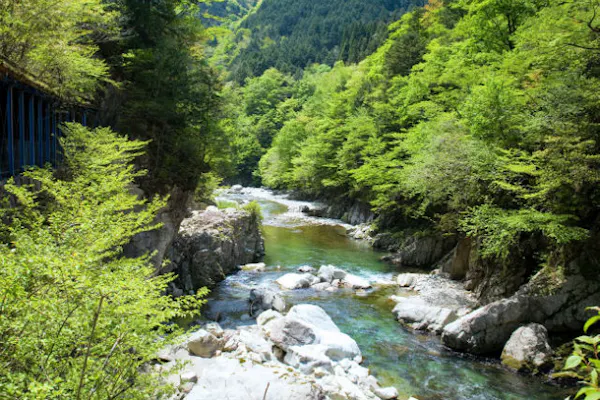 岐阜県下呂市 鮎釣り体験 全国1位の味わい 馬瀬川で鮎釣りを楽しもう アソビュー
