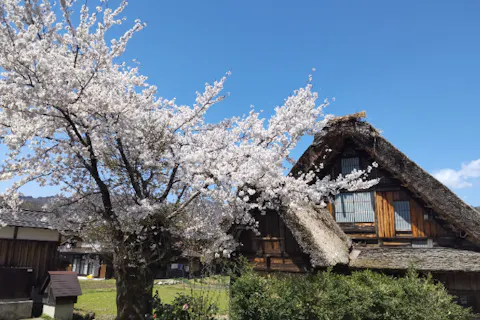 【日帰りバスツアー・金沢発】世界遺産「白川郷」から飛騨高山までまとめて観光できるお得プラン！／添乗員同行・昼食付