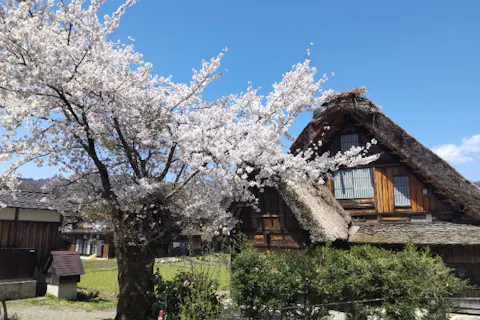 【金沢・日帰りバスツアー】世界遺産白川郷と五箇山の合掌造り巡り／添乗員同行・昼食付