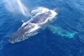 沖縄の海に現れるザトウクジラ。実は冬の沖縄の風物詩なんです！