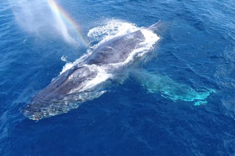 【沖縄・ホエールウォッチング】冬だけの季節限定！半日のホエールウォッチングツアー