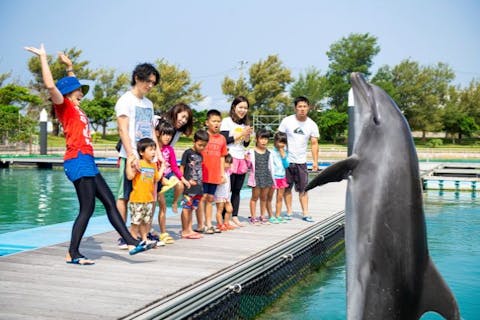 【沖縄・本部町・イルカ観察】プールサイドに笑顔咲く！ドルフィンウォーキングツアー（20分）