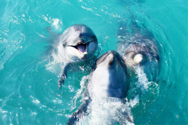 沖縄・本部町・イルカふれあい】イルカと遊んで学べる感動体験