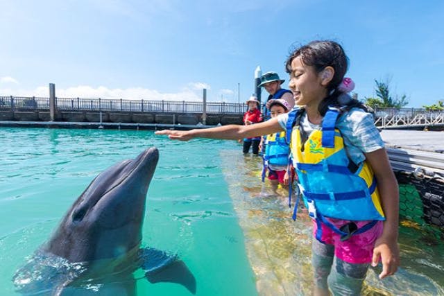 【沖縄・本部町・イルカふれあい】イルカと遊んで学べる感動体験♪ドルフィンエンカウンター（50分）