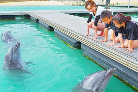 【沖縄・本部町・イルカ観察】おはようドルフィン！早起きして朝のイルカたちを観察しよう！1日1回限りの限定ツアー（20分）
