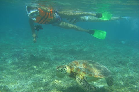 【奄美大島・シュノーケリング】ウミガメと色とりどりの生きものたちに会いに行こう！美しい海を元水族館飼育員のガイドがご案内（半日コース）