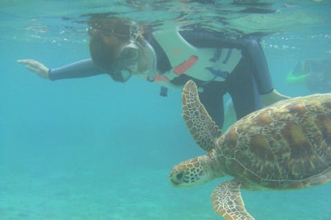 【奄美大島・シュノーケリング＆カヌー】送迎付き！大人気ウミガメシュノーケリングとマングローブ探検カヌーのセットで奄美の自然を満喫しよう！