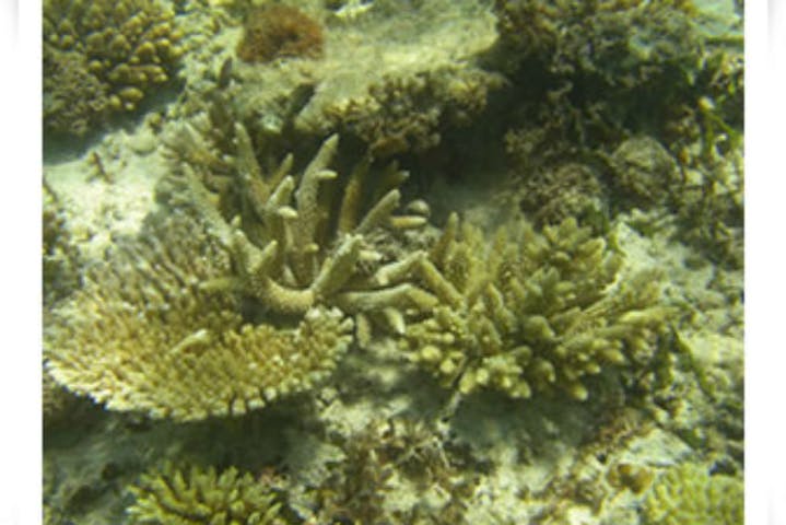 奄美大島 自然体験 元水族館飼育員がご案内 サンゴ礁の生き物観察ツアー アソビュー