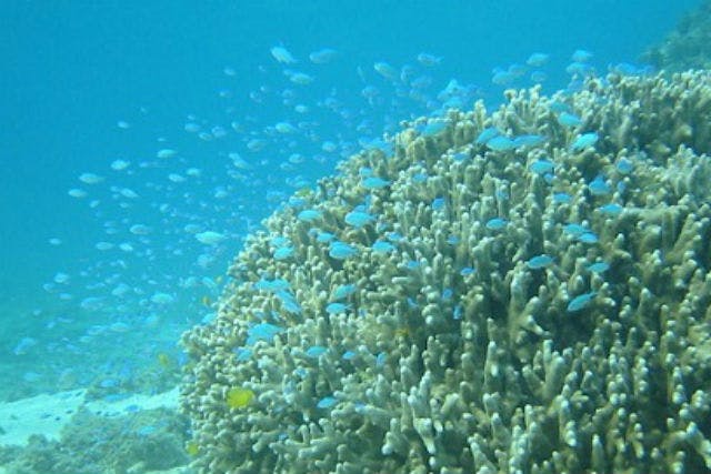 奄美大島 自然体験 元水族館飼育員がご案内 サンゴ礁の生き物観察ツアー アソビュー
