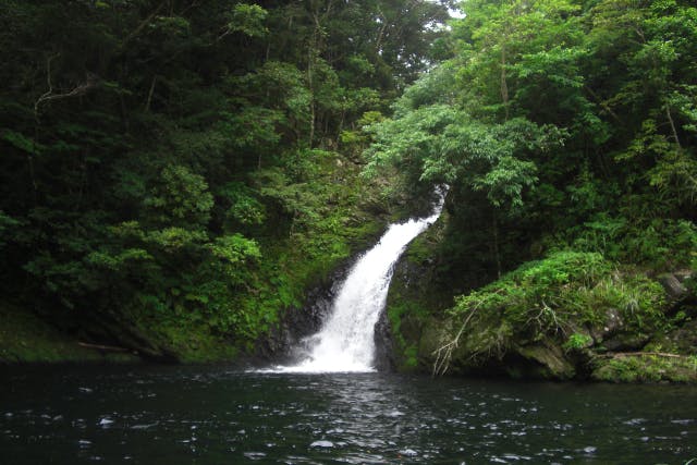 【奄美大島・自然体験】送迎付き！亜熱帯の滝と湯湾岳、パワースポットを巡るツアー
