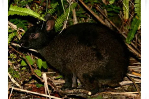 奄美大島 ナイトツアー体験おすすめ10選 体験予約 アソビュー