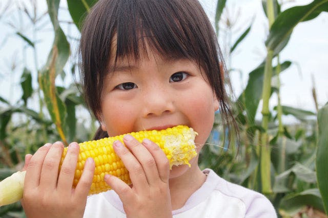 【北海道・芽室町・農業体験】おやつ付き！トウモロコシ本来の甘さをそのまま味わう