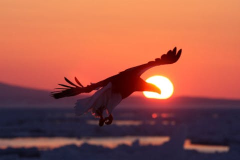 【知床・ガイドツアー】プロ、アマOKの写真撮影プラン！流氷＆バードウォッチングB