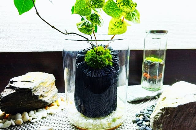 【東京・新宿・グリーンインテリア】和の趣きを魅せる苔の炭飾り