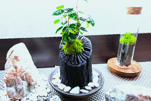 新宿・和みの空間☆炭飾り】和の趣きを魅せる｢苔の炭鉢｣ づくり! 当店