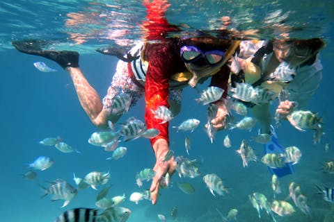 【沖縄北部・シュノーケリング】海の生き物との出会いが豊富！ファミリーに最適プラン