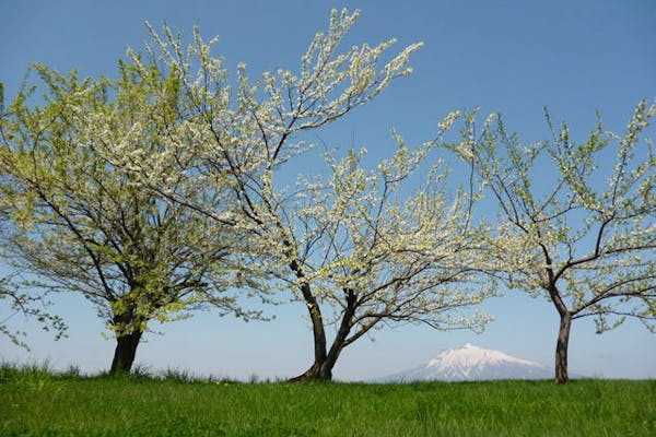 青森 農業体験 気分はりんご農家 りんごの花摘み体験をしよう アソビュー