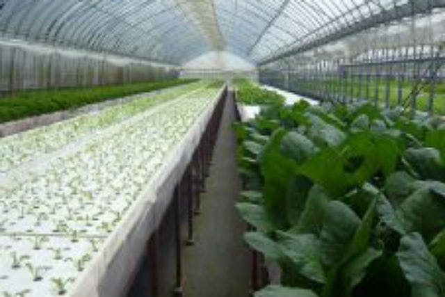 ファーム海女乃島は、安心・安全な水耕栽培の専門家。新鮮な野菜を低細菌で育てています。
