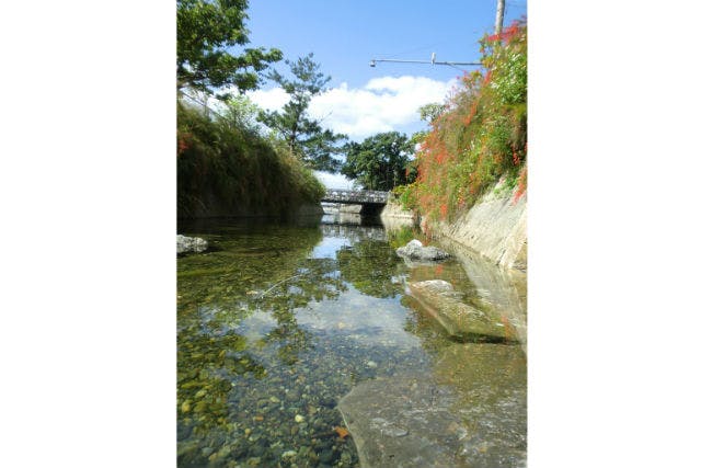 沖縄 名護市 ガイドツアー 名護のパワースポットめぐり ひんぷんガジュマル コース アソビュー