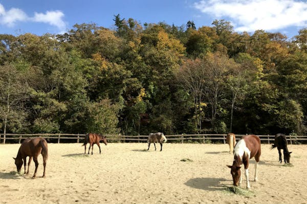 京都・乗馬レッスン】自然のなかを、乗馬でお散歩しよう！外乗30