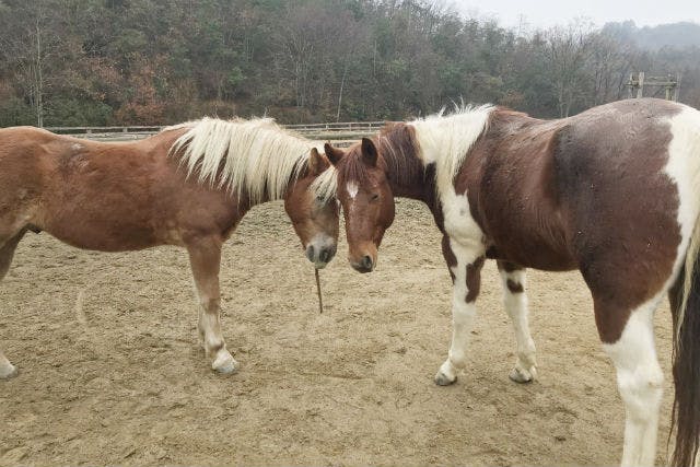 ラスース　「乗馬」夏 ラスース 「乗馬」夏