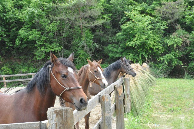【京都・乗馬】乗馬レッスン付き！馬にのって京都の里山をお散歩しよう！