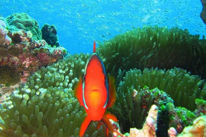 石垣島ダイビングセンターmoss Divers モスダイバーズ ネット予約ならアソビュー 石垣島ダイビングセンターmoss Divers モスダイバーズ ネット予約ならアソビュー