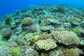 サンゴ礁が美しい慶良間諸島の海。魚たちがところ狭しと暮らしています。