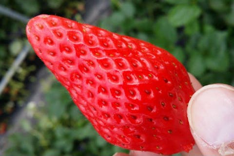 【兵庫・ガイドツアー】苺好き集まれ！幻の二郎いちごを食べ放題