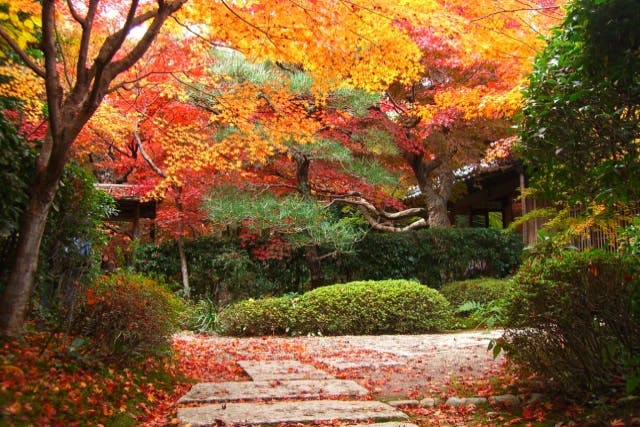 【京都市・ガイドツアー】ガイドが穴場スポットへご案内。嵯峨嵐山で紅葉狩り
