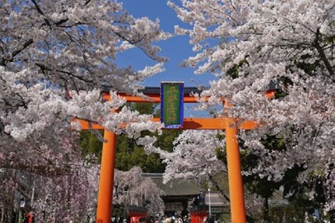 【京都府・京都市・ガイドツアー】＜桜の展覧会＞京都さくらビューイングツアー♪京都で一番桜に出会える道