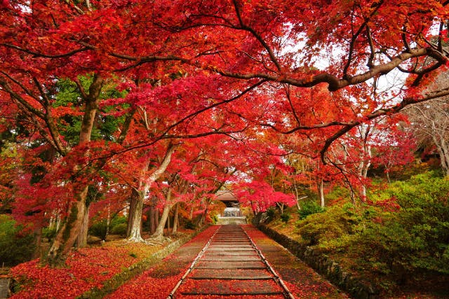 【京都府・京都市・ガイドツアー】紅の京都・赤でつなぐ紅葉ストーリー♪ ～薄紅から深紅まで奏でるように旅をする♪～＜専用車1台8名様限定＞