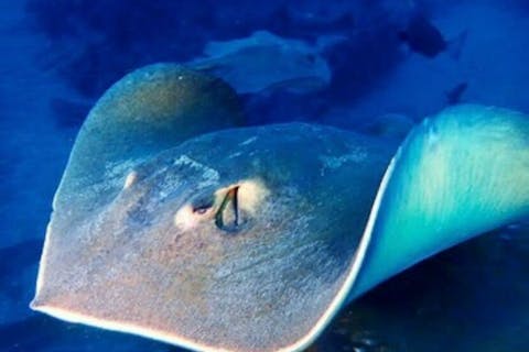 【横浜・ライセンス取得】5つのダイビングでステップアップ！PADI アドバンス講習