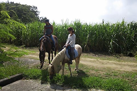 【沖縄・宮城島・乗馬体験】乗馬で海と森を満喫！ビーチと林トレッキング・90分