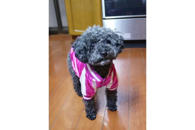 京都 壬生 刺繍体験 伝統工芸 京繍に触れる体験教室 オリジナル袱紗を作ろう アソビュー