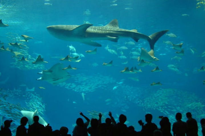 ラド観光 沖縄営業所