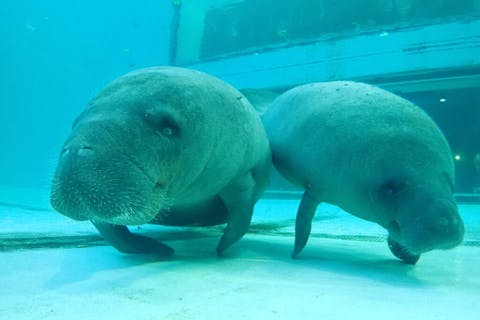 【那覇・北谷・恩納村発/北部観光日帰りバスツアー日本人バスガイド同行！】ラド美ら海号（美ら海水族館入館券なし）『沖縄1日観光バスツアー』