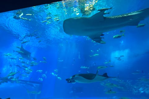 【那覇・北谷・恩納村発/北部観光日帰りバスツアー日本人バスガイド同行！】ラド美ら海号（美ら海水族館入館券付）『沖縄1日観光バスツアー+ステーキディナー付』