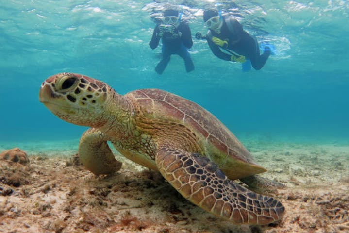 週末休みも綺麗な海へ Lccで身近になった奄美大島