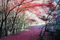 京の奥座敷、清滝。もみじの名所としても有名な自然豊かな場所で、古の技、辻が花の制作体験ができます。