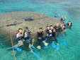 白保の海は、世界でも最大規模の青サンゴの群生やユビエダハマサンゴが見られる貴重な海域です。